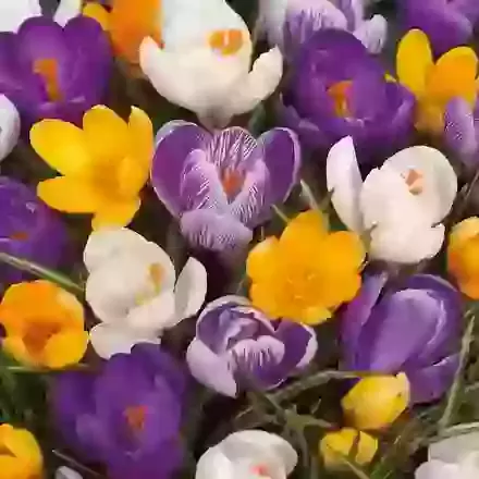 Large Flowering Superior Mixture
